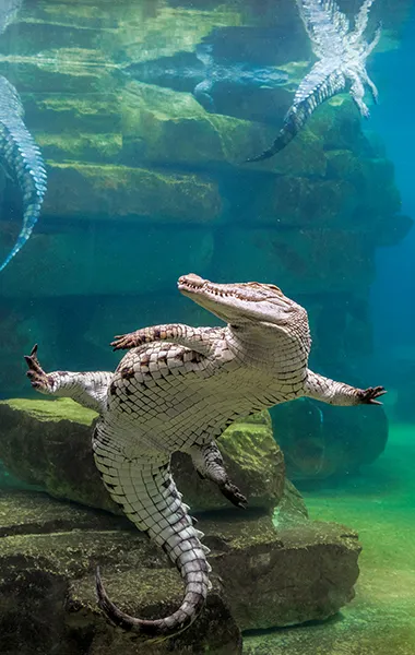 Canada Crocodile